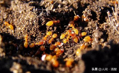 ​关于各种蚂蚁的简介