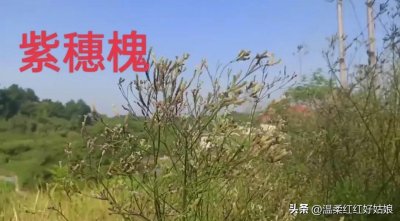 ​湖南发现了紫穗槐