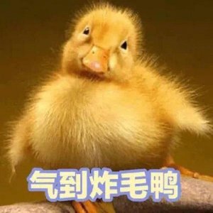 ​可爱的鸭鸭表情包合集｜你找哪位鸭