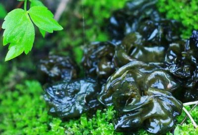 ​地皮菜：春雨后就长出来，有人嫌它脏，城里却是稀罕货1斤120元