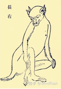 ​四只耳朵的猴子，叫起来像人在呻吟