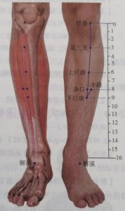 ​每日一穴……条口穴