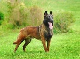 毛色发红,世界缉毒犬的第一首选:红狼犬超威武
