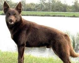 毛色发红,世界缉毒犬的第一首选:红狼犬超威武