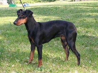 毛色发红,世界缉毒犬的第一首选:红狼犬超威武