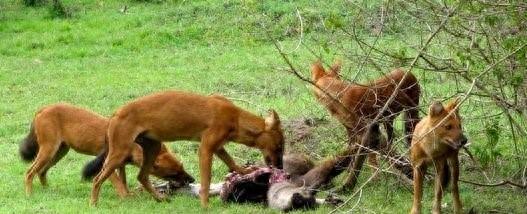 毛色发红,世界缉毒犬的第一首选:红狼犬超威武