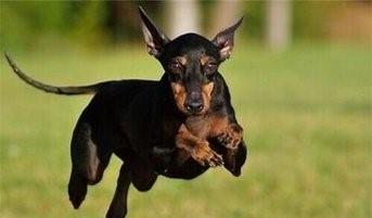 毛色发红,世界缉毒犬的第一首选:红狼犬超威武