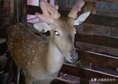 ​极为罕见，在越南发现长有“三只鹿角”的雄鹿，引得人们围观