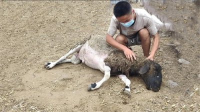 ​十五种常见羊病症状，兽医会看的羊病，咱们养羊的人也会
