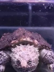 ​佛鳄龟能长多大(爆刺佛鳄龟能长多大)