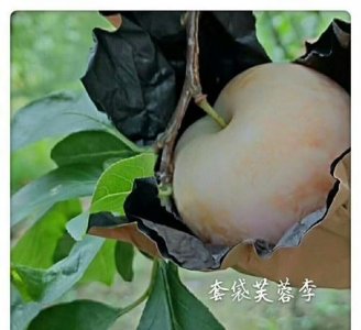 ​芙蓉李是热性还是凉性,福安特产是什么