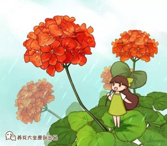 ​什么花一年四季开？最长寿的9种花，一年四季都在开