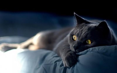 ​黑猫是什么品种(黑猫是什么品种的猫)