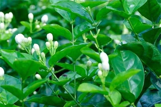 茉莉花冬季室内能开花吗,养护得当冬季可开花(图3)