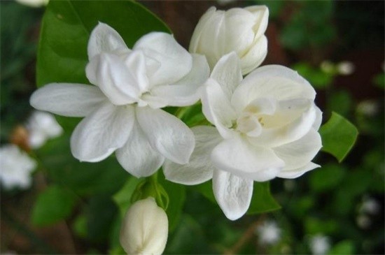 茉莉花冬季室内能开花吗,养护得当冬季可开花(图2)