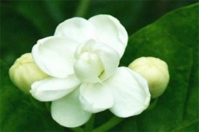 ​茉莉花冬季室内能开花吗，养护得当冬季可开花