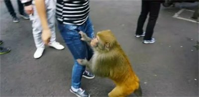​能喂猴子吗 有什么影响