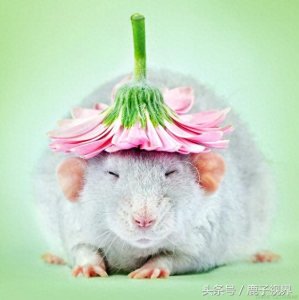 ​24张超可爱老鼠萌照！看完后你还觉得它们讨厌吗？