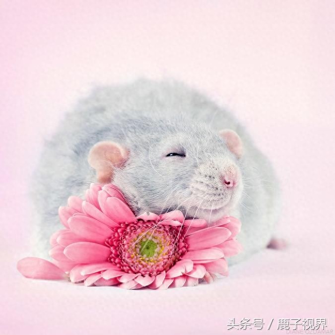 24张超可爱老鼠萌照！看完后你还觉得它们讨厌吗？