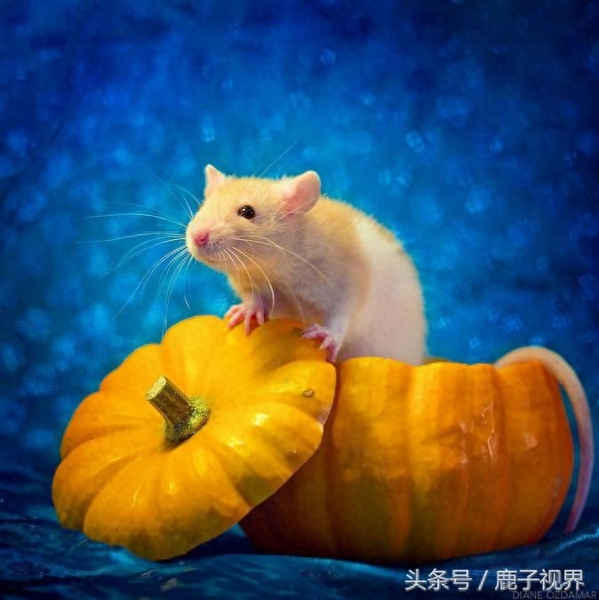 24张超可爱老鼠萌照！看完后你还觉得它们讨厌吗？