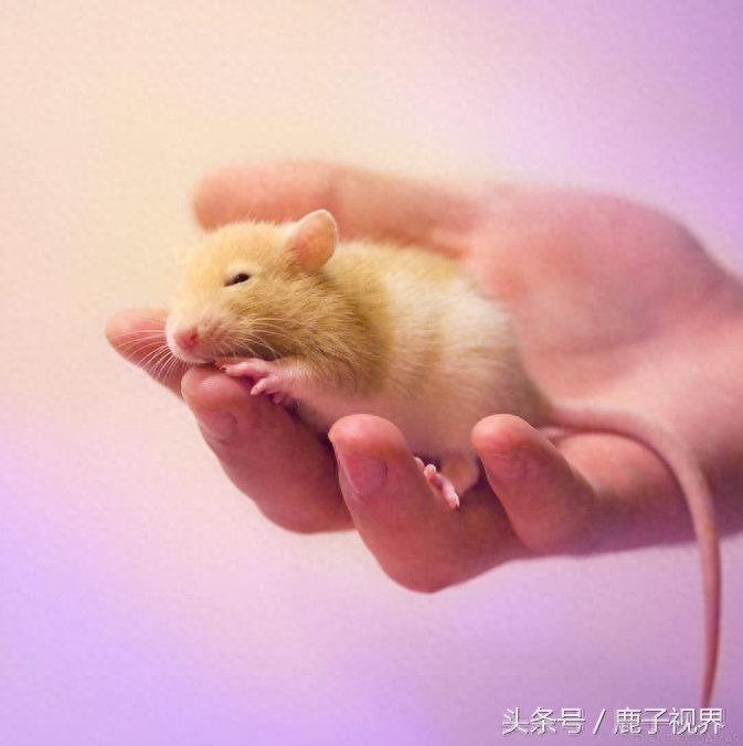 24张超可爱老鼠萌照！看完后你还觉得它们讨厌吗？