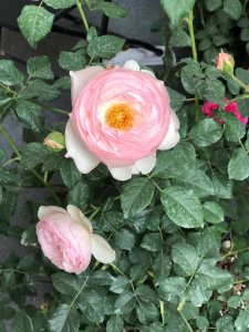 ​月季花冬季的室外管理