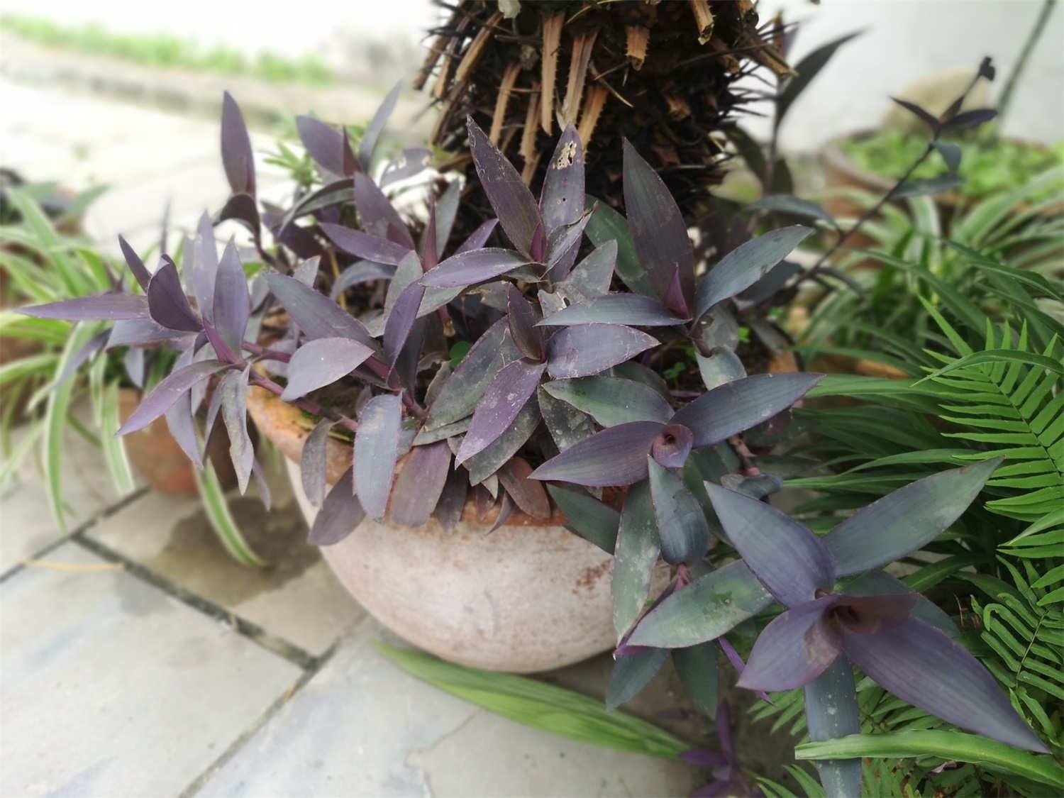 紫竹梅 紫竹梅