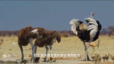 ​世界上最大的鸟类，鸵鸟都没有它大，一生没有天敌