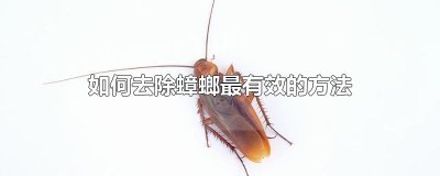 ​如何去除蟑螂最有效的方法