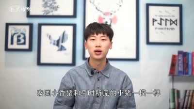 ​泰国小香猪会长大吗