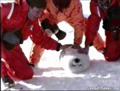 ​为什么小海豹会靠近拥抱人类