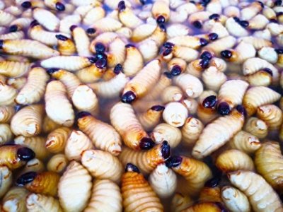​奇特的昆虫大麦虫：营养、药用、养殖与未来