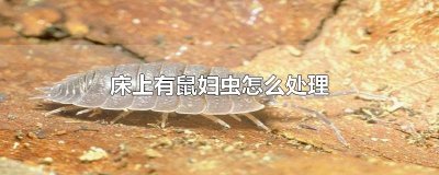 ​床上有鼠妇虫怎么处理