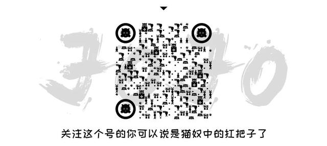 猫鼻支怎么自己治疗（猫鼻支怎么治8个要点教会你）(12)