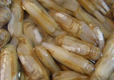 ​海贝壳的小知识（100种海鲜贝类名称大全）