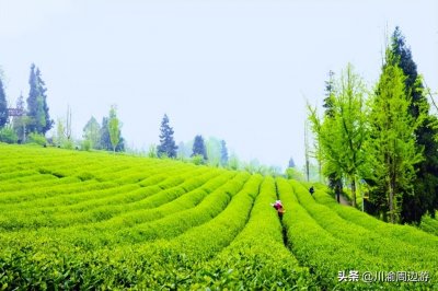 ​重庆8000亩茶园，景美人少不收门票，却少有游客知道