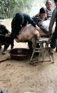 ​农村自家杀猪被罚款？？