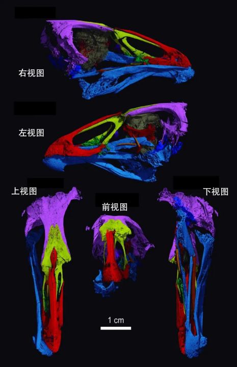 鸟的祖先是什么（科学家发现最早现生鸟类祖先）