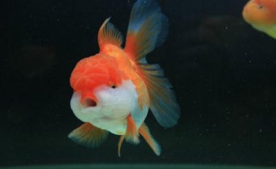​狮子头金鱼怎么养？狮子头金鱼的品种