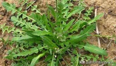 ​荠菜煮鸡蛋，作用实在太厉害了，可惜很多人还不知它珍贵，看看