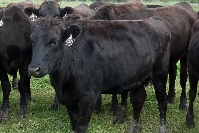 全球最贵的十大鱼子酱(世界上最顶级的食物)