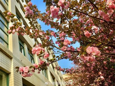 ​花卉摄影·日本晚樱繁花似锦就是你！（图片拍摄于湖北工业大学）