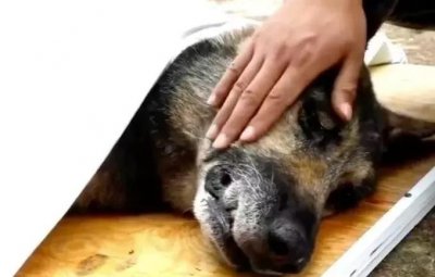 ​泪目！“5·12”汶川地震英雄搜救犬“银虎”走了