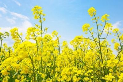 赏油菜花去哪?重庆这些地方美成金黄的海洋
