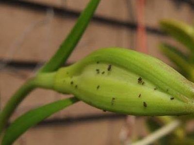 花长腻虫用什么药(花上长腻虫有效处理方法)