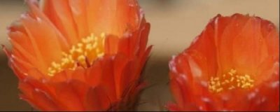​花长腻虫用什么药（花上长腻虫有效处理方法）
