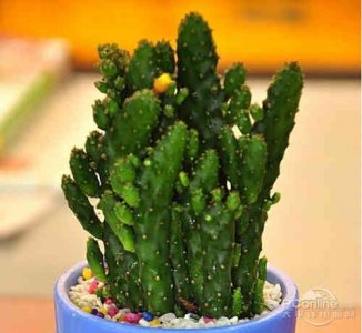 ​防辐射的植物有哪些（防电脑辐射的植物有哪些）