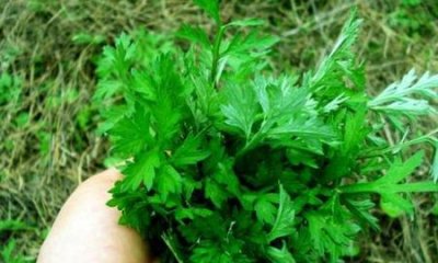 ​赣南艾米果(赣州米果的做法)