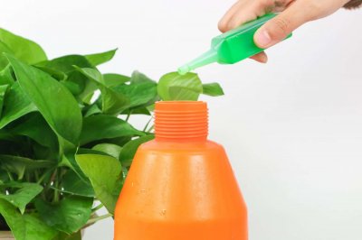 ​盆栽绿萝冬天怎么施肥