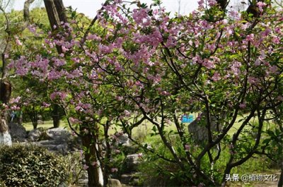 ​植物图鉴：垂丝海棠